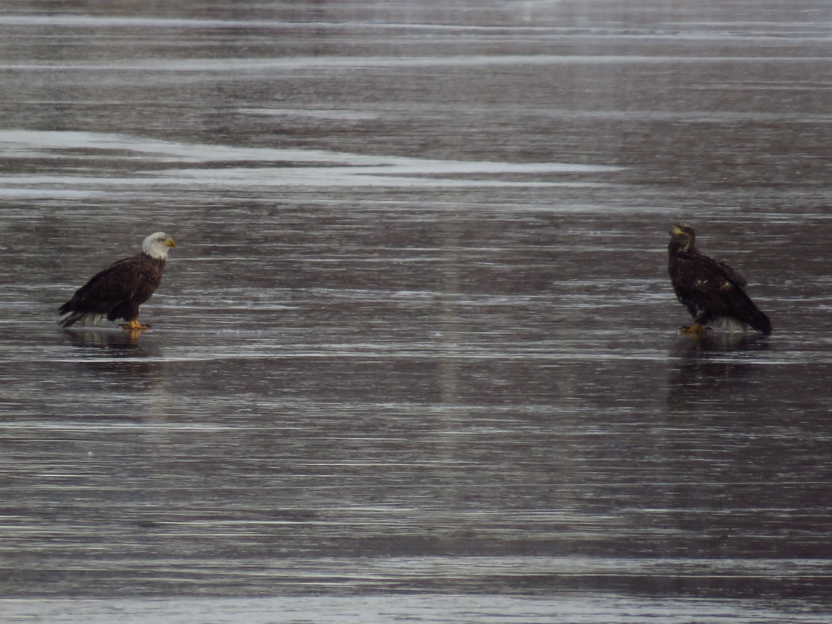 Weißkopf-Seeadler - ML517025711