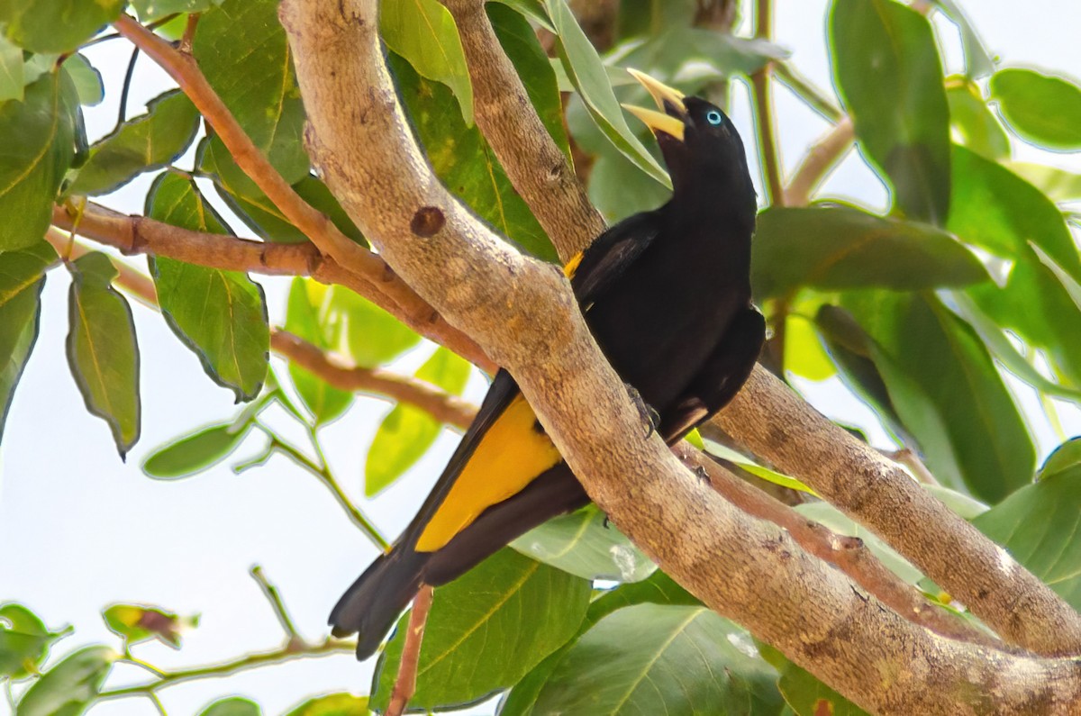 Yellow-rumped Cacique - ML517026321