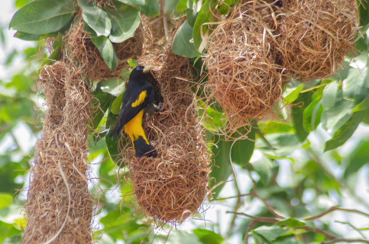 Yellow-rumped Cacique - ML517026371