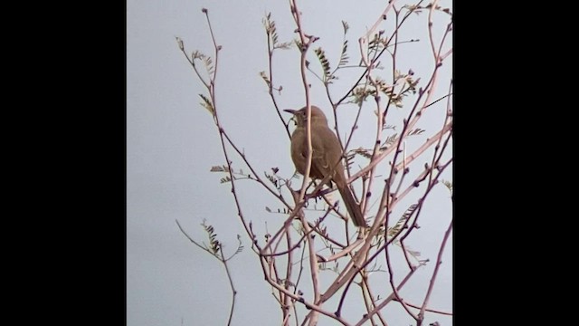 Bendire's Thrasher - ML517026541