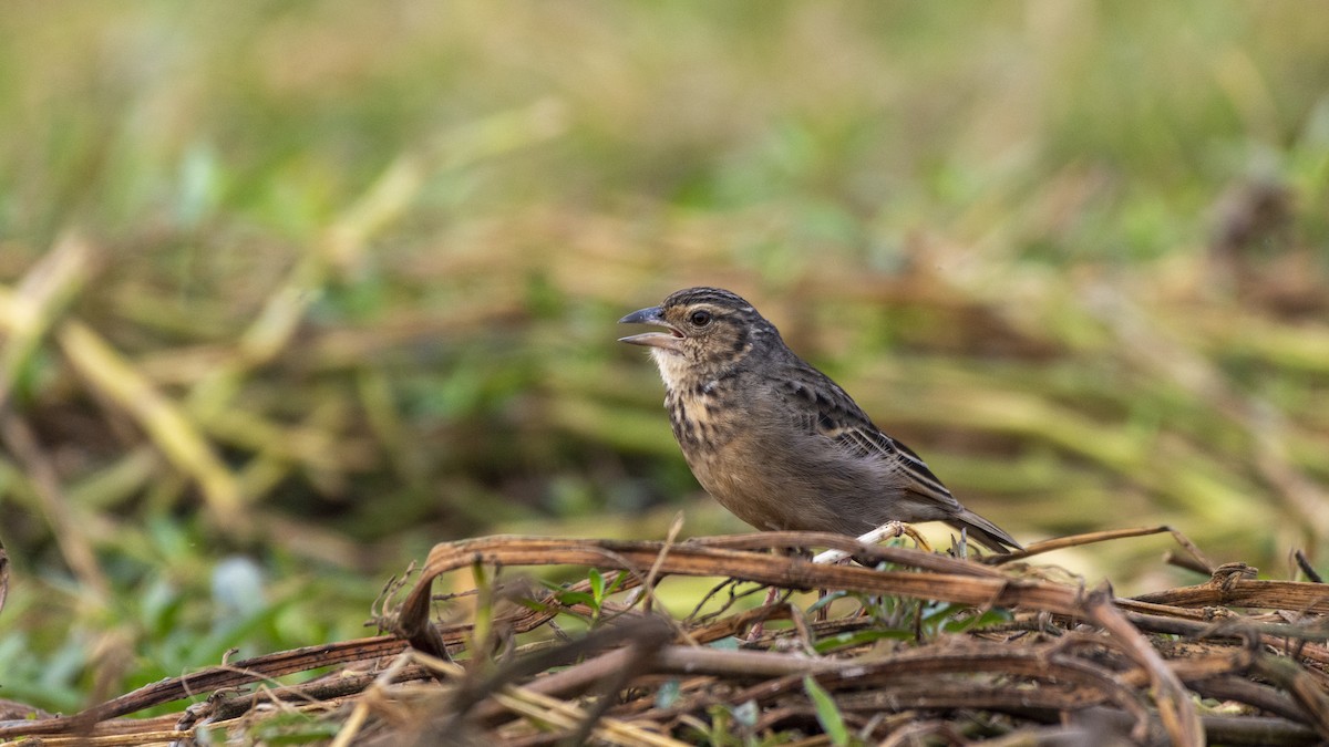 Bengal Bushlark - ML517026571