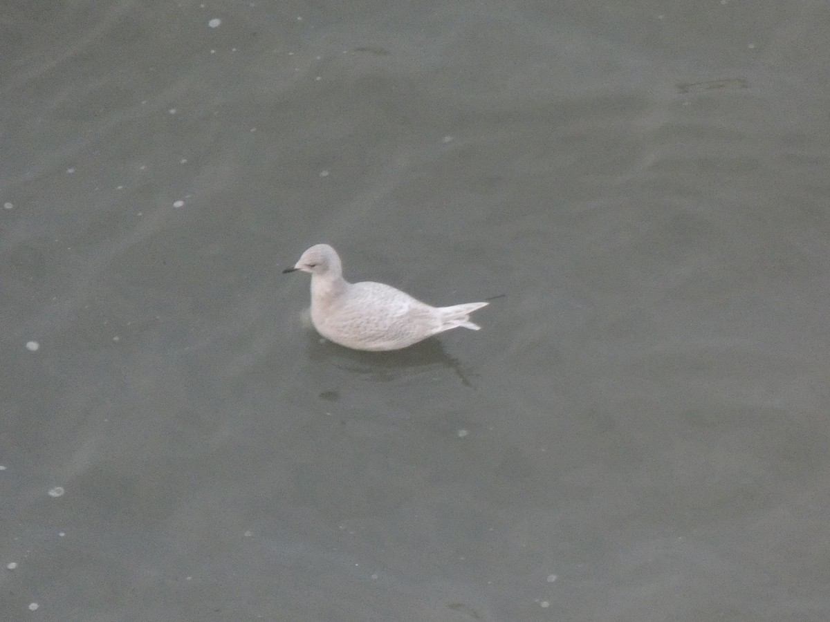 Iceland Gull - ML517026621