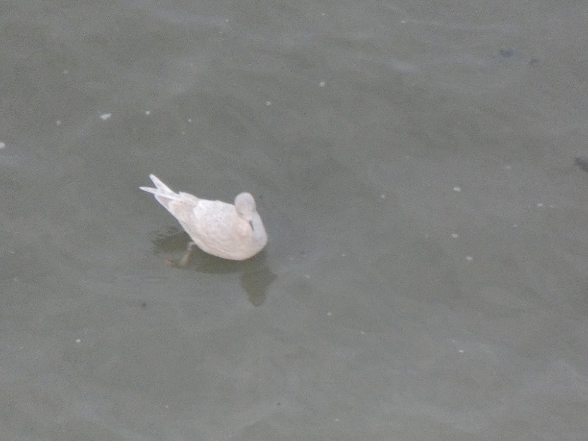 Iceland Gull - ML517026631