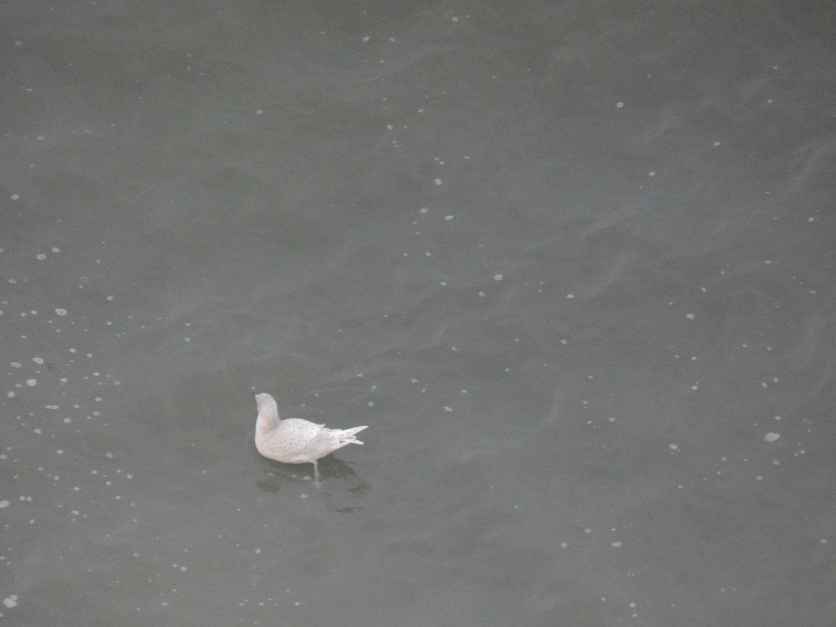 Iceland Gull - ML517026651