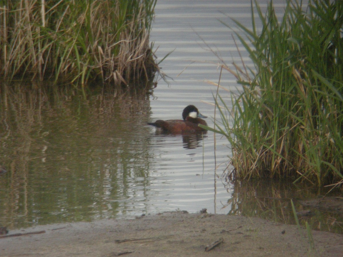 Ruddy Duck - ML517027651