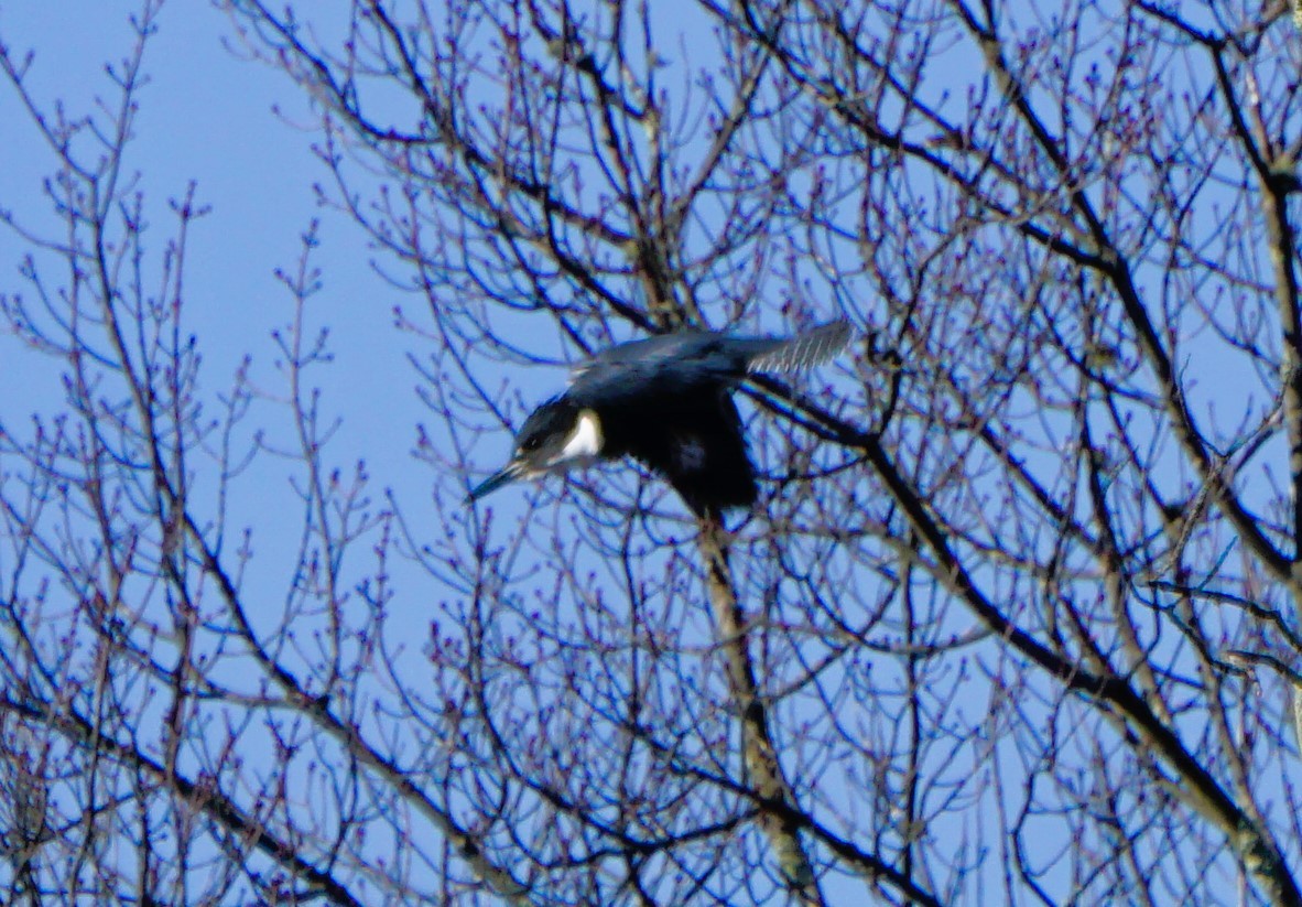 Belted Kingfisher - ML517029311
