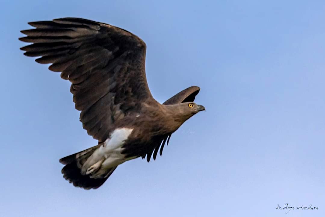 Lesser Fish-Eagle - ML517030011