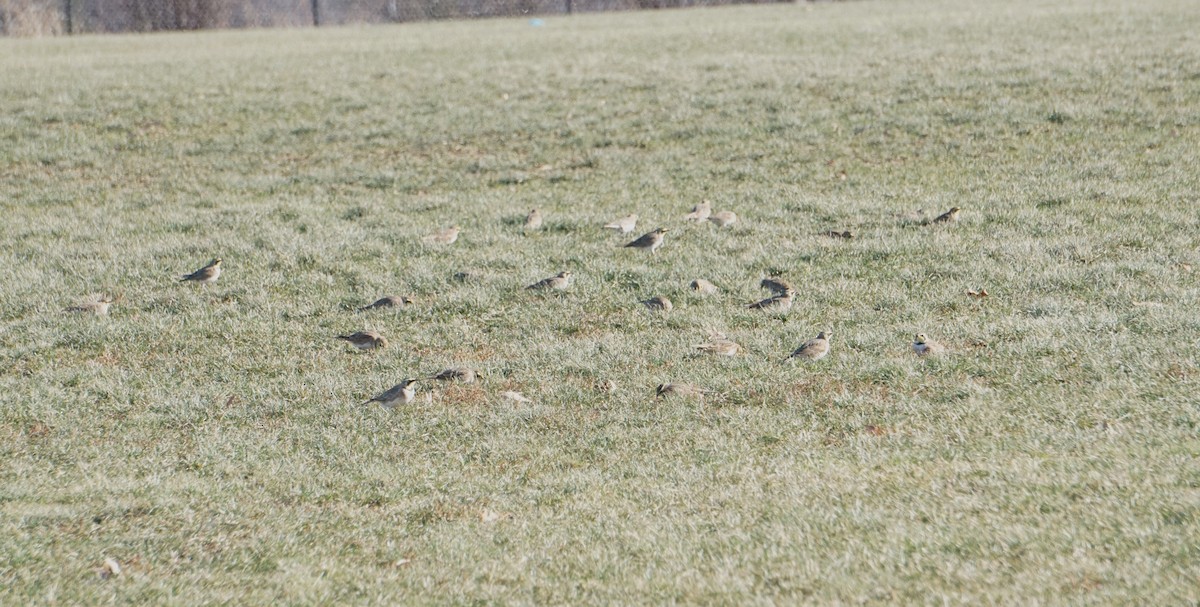 Horned Lark - ML517030061