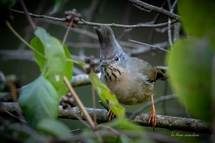 Stripe-throated Yuhina - ML517030471