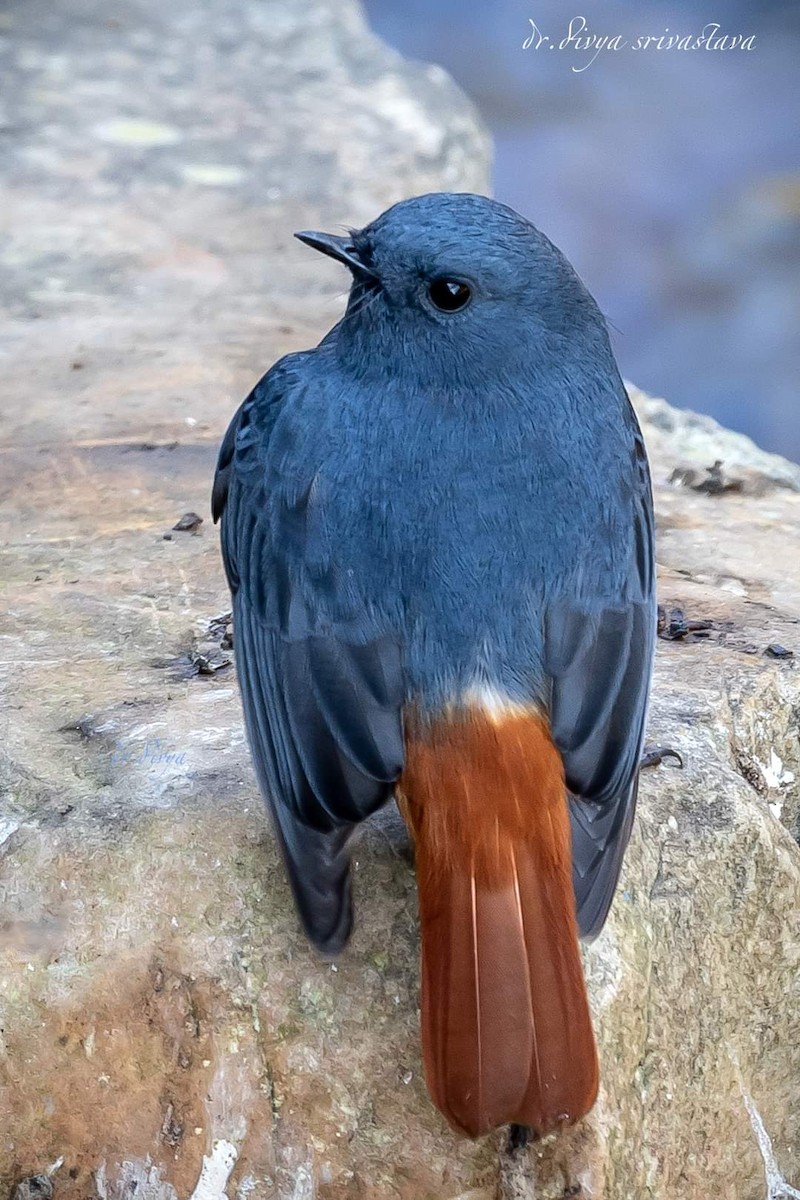 Plumbeous Redstart - ML517030581