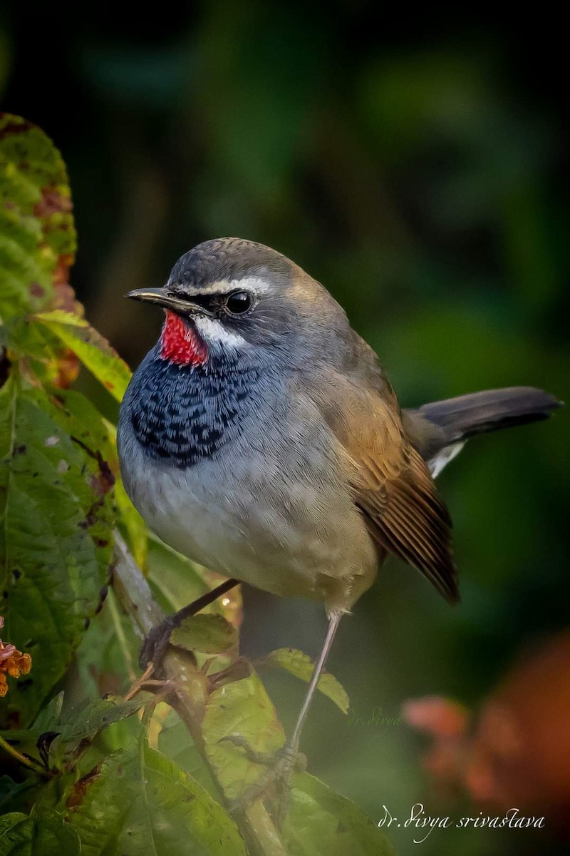 Chinese Rubythroat - ML517031091