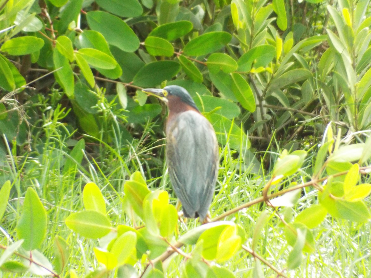 Green Heron - Abraham Elías Quinto Cuéllar