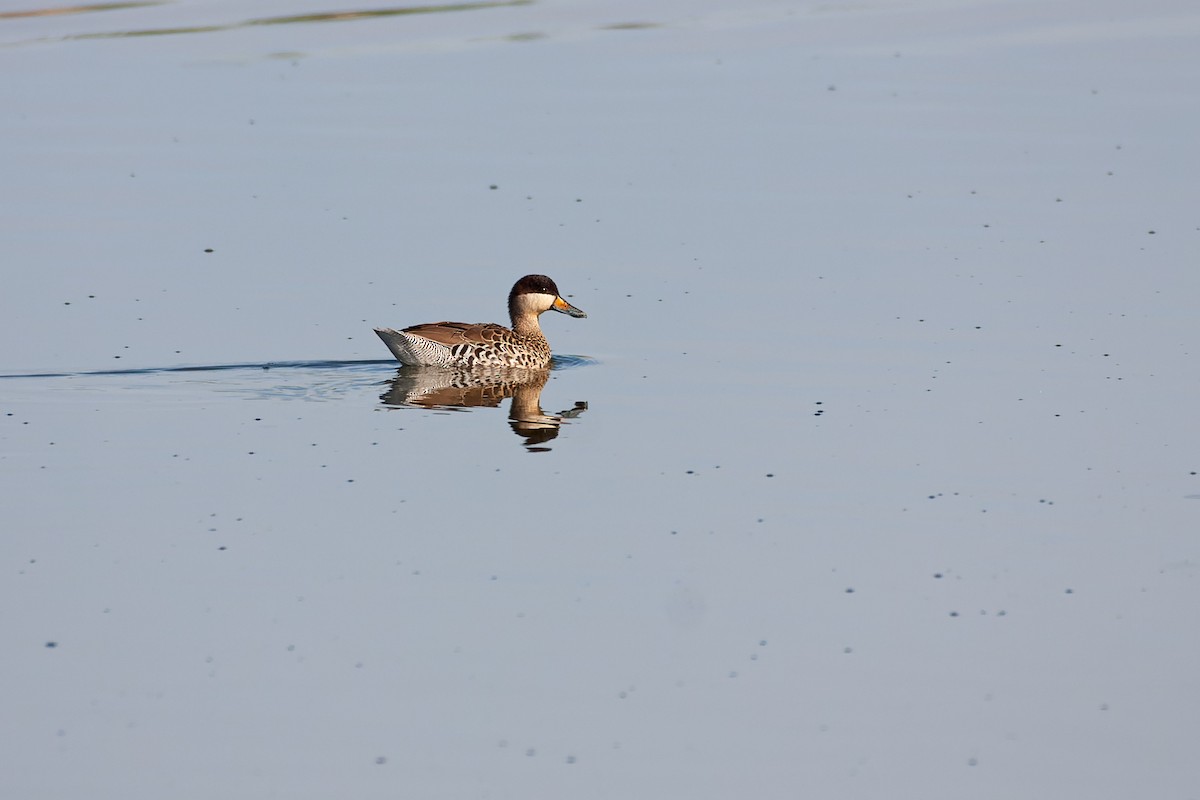 Silver Teal - ML517032001