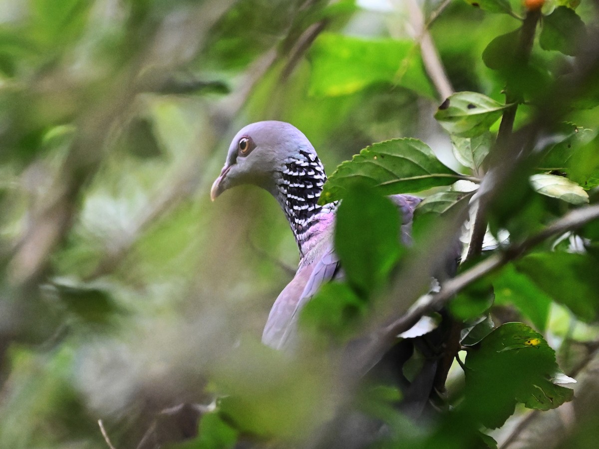 Nilgiri Wood-Pigeon - ML517032461