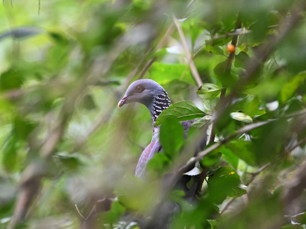 Nilgiri Wood-Pigeon - Shantanu Thada