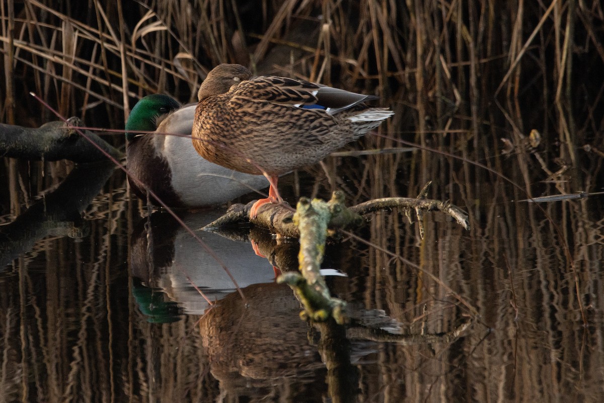 Mallard - Letty Roedolf Groenenboom