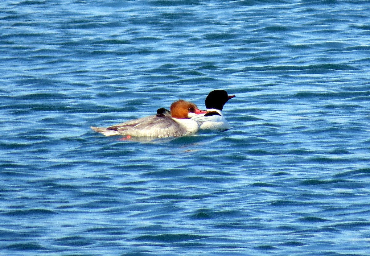 Common Merganser - Pat McKay