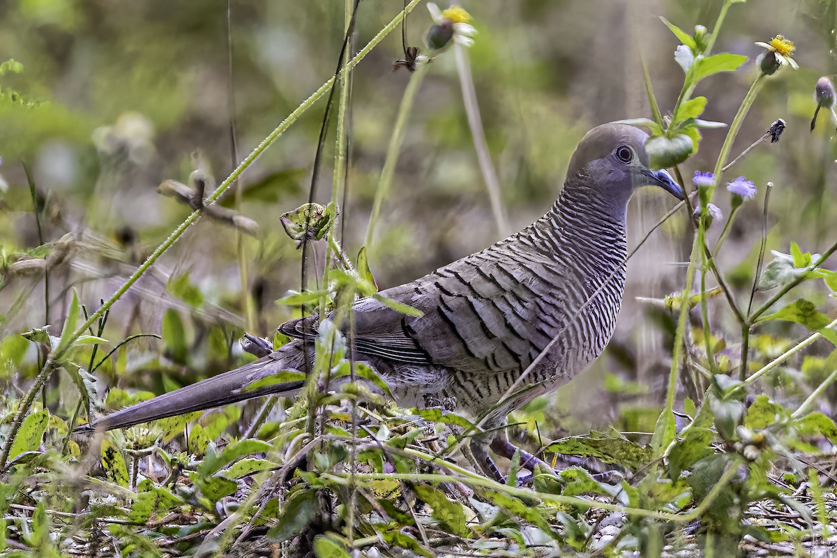 Zebra Dove - ML517033631