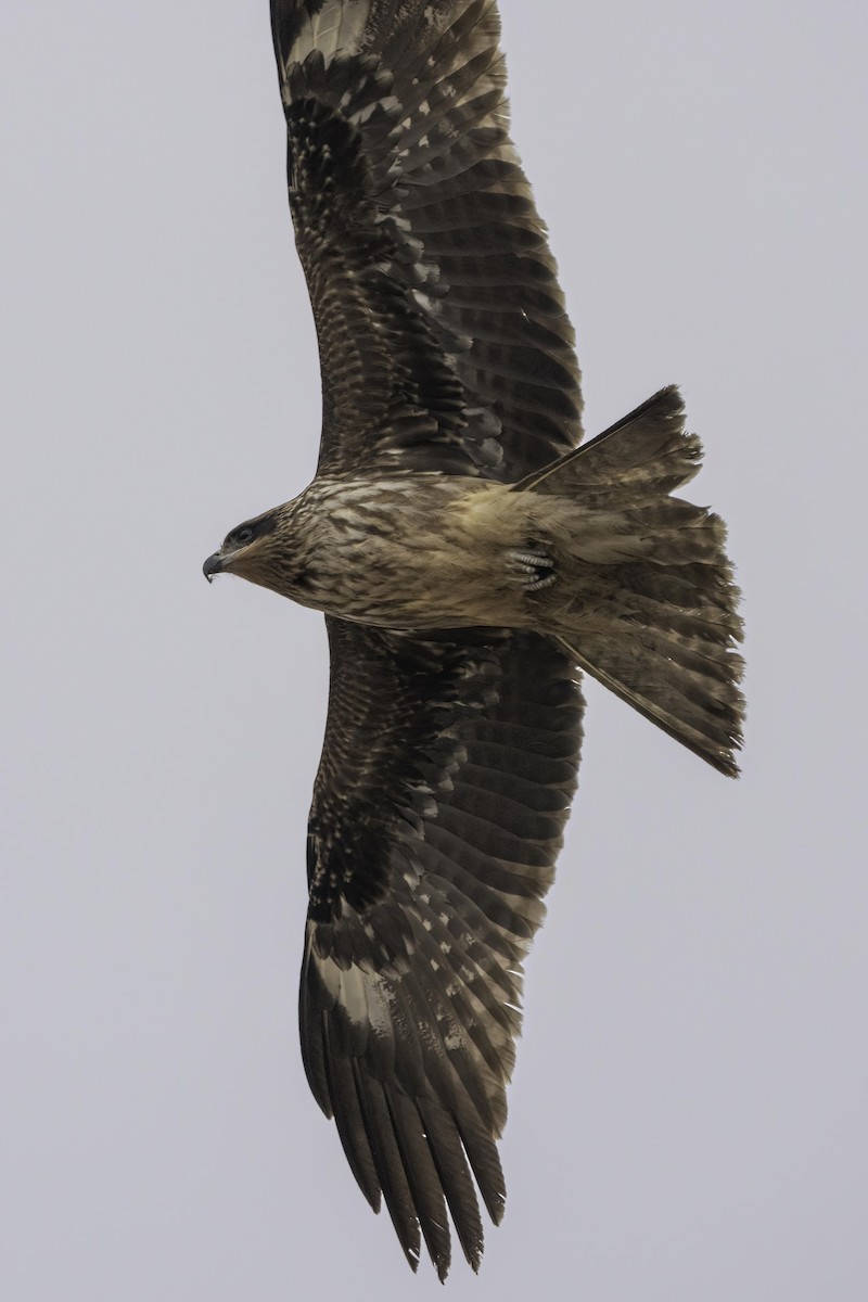 Black Kite - ML517034291