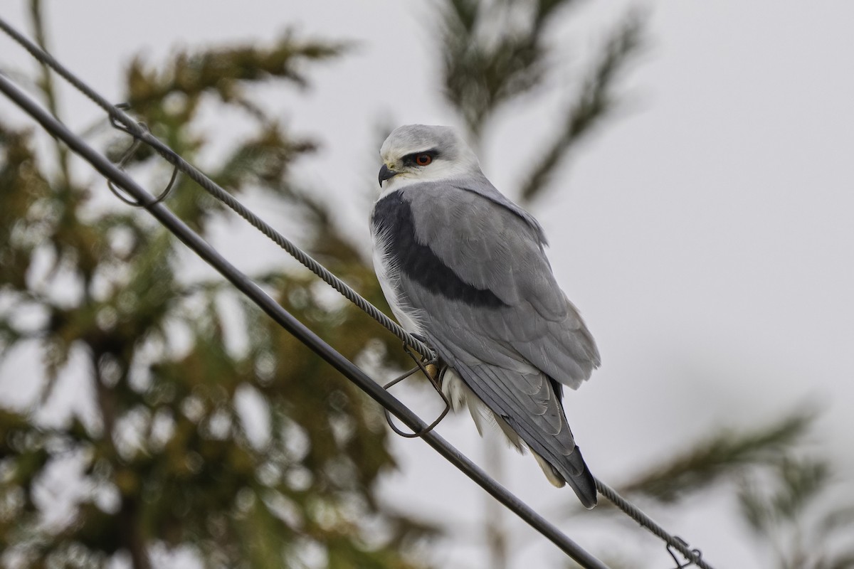 Black-winged Kite - ML517034341