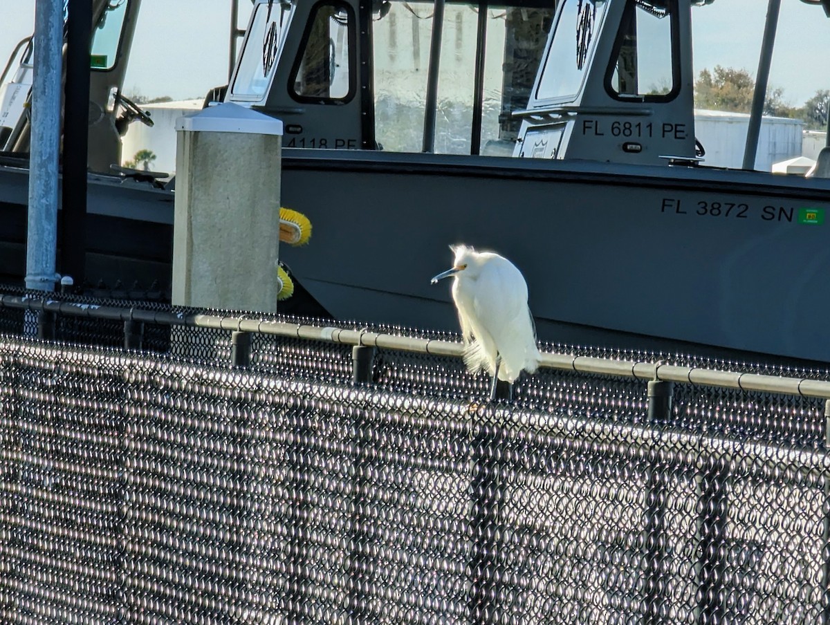 Snowy Egret - ML517035931