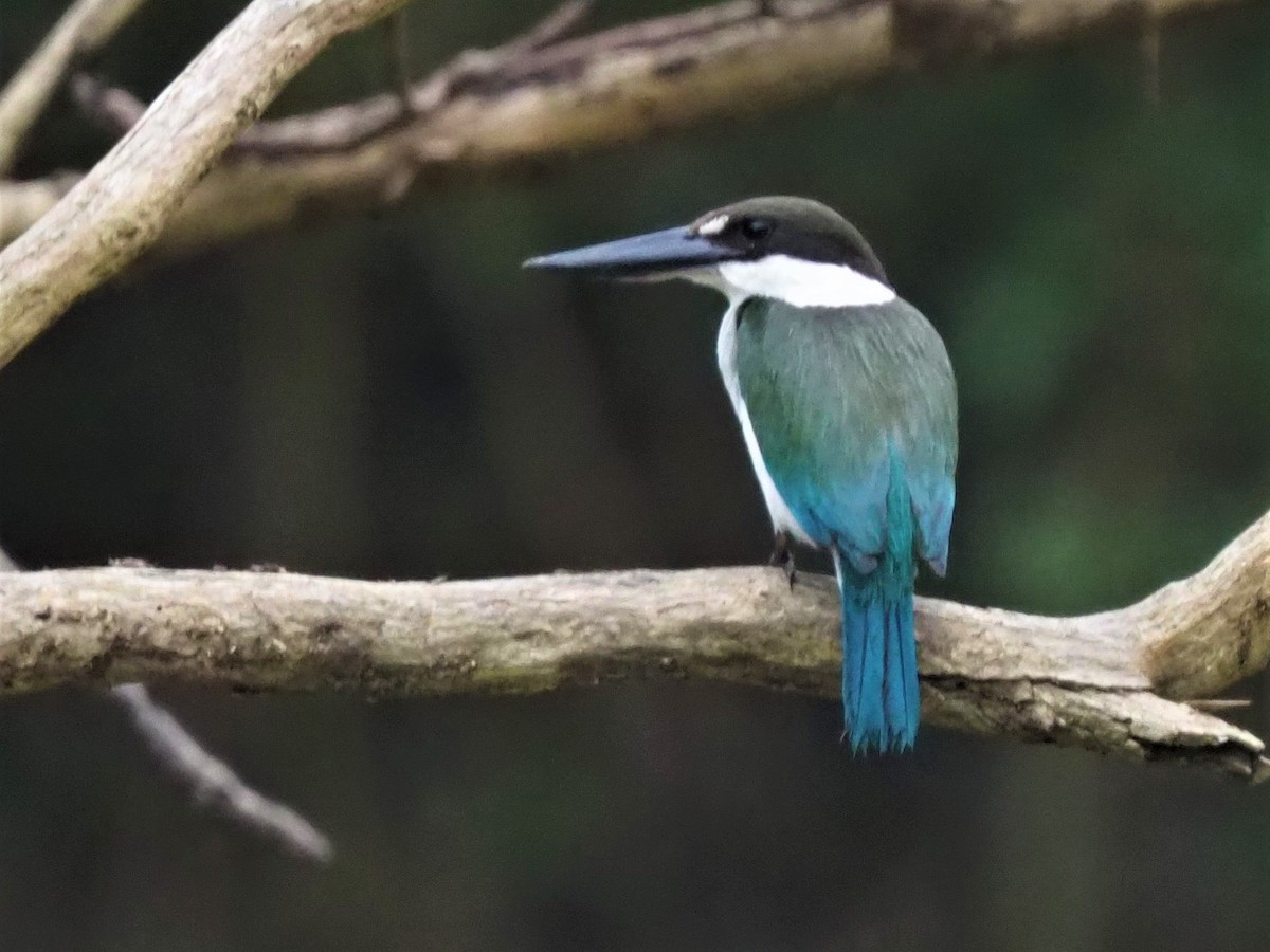 Torresian Kingfisher - ML517036471