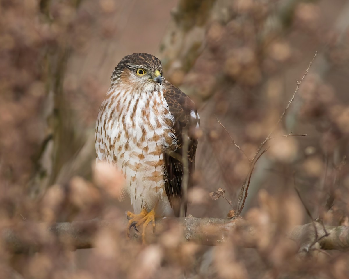 Sharp-shinned Hawk - ML517037491