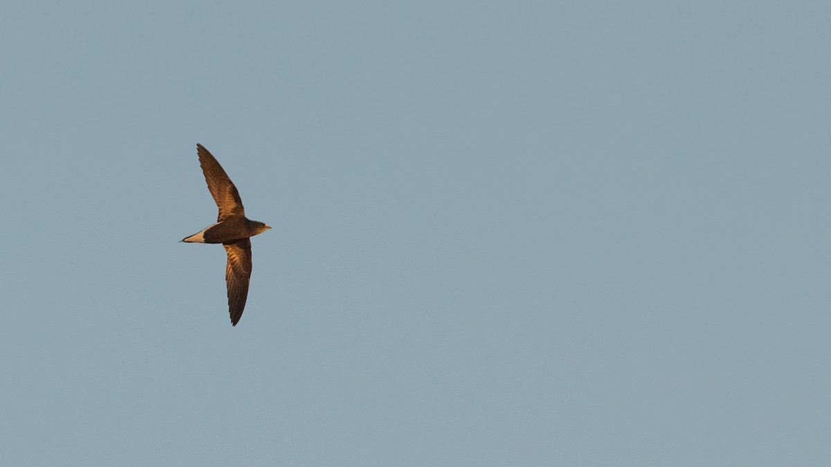 Brown-backed Needletail - ML517039571