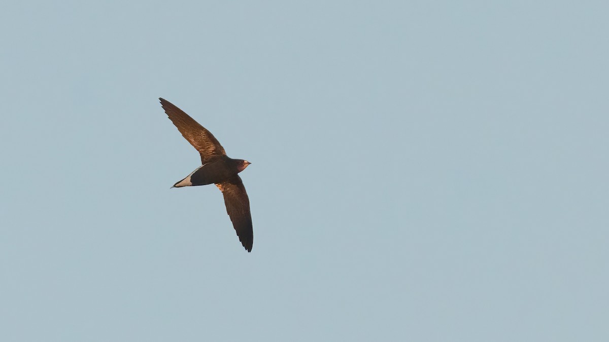 Brown-backed Needletail - ML517039581