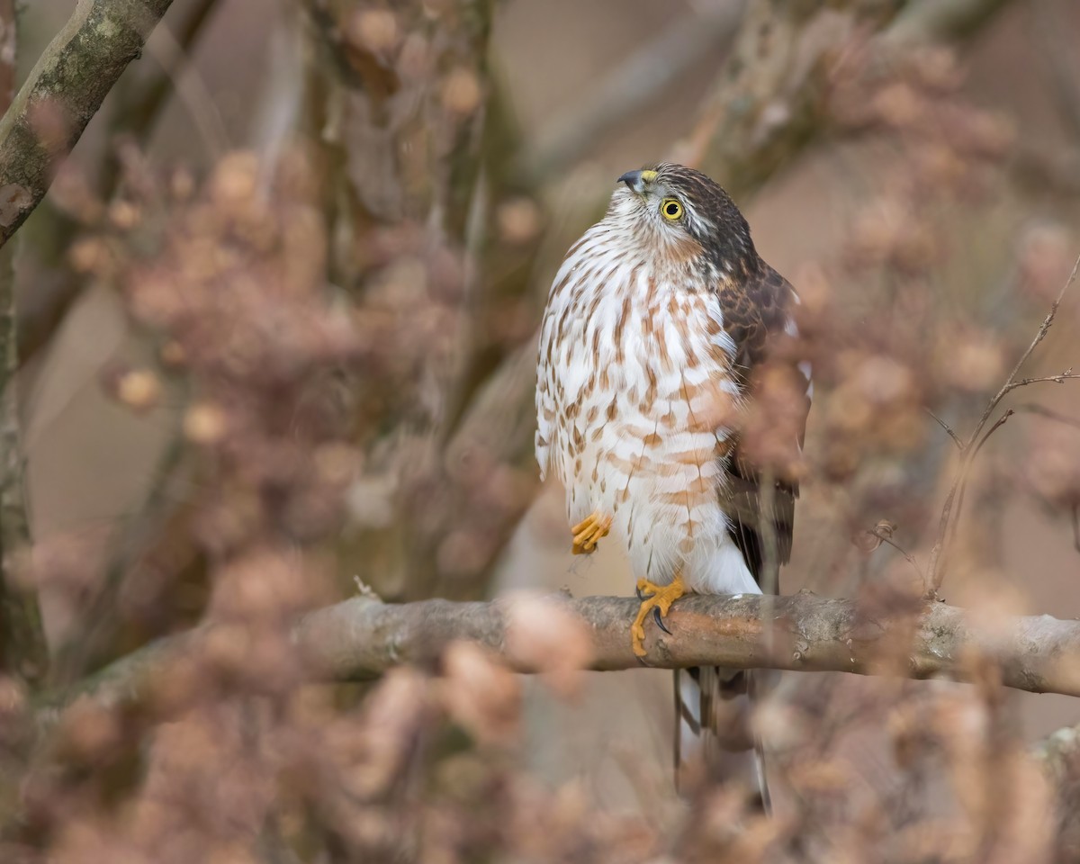 Sharp-shinned Hawk - ML517040001