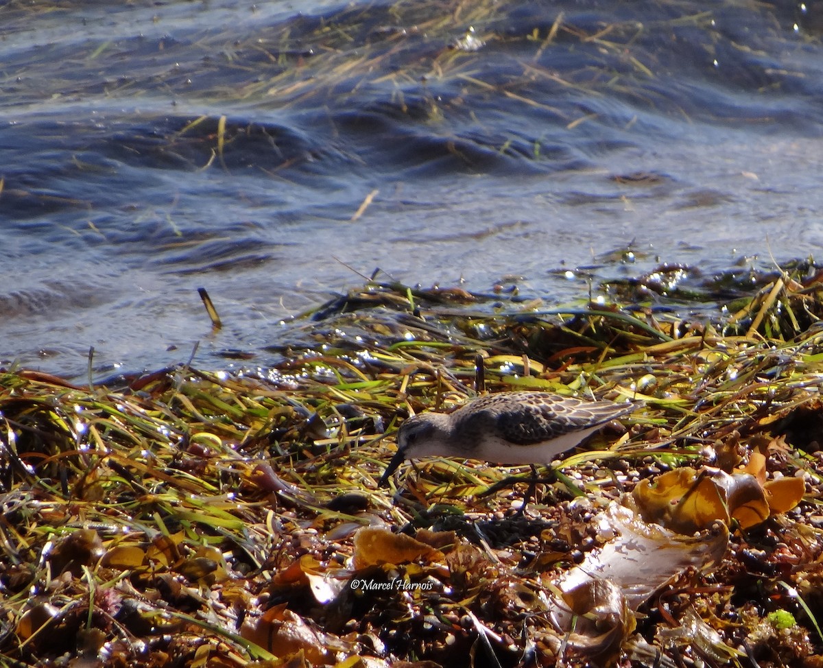 Semipalmated Sandpiper - Marcel Harnois