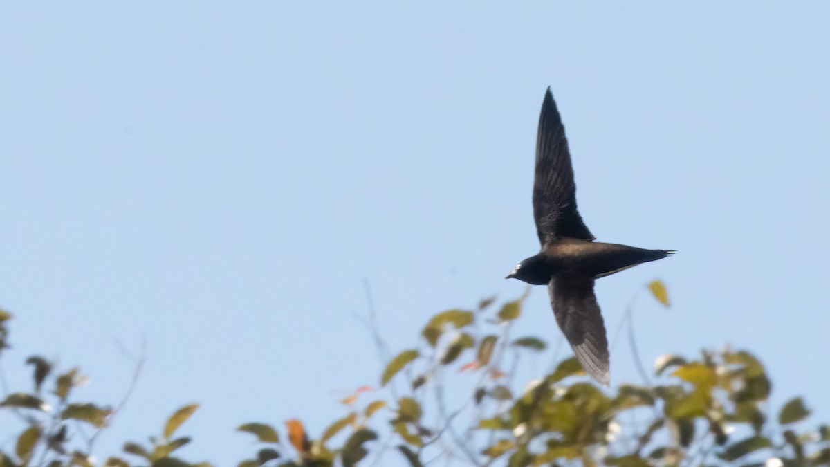 Brown-backed Needletail - ML517040461