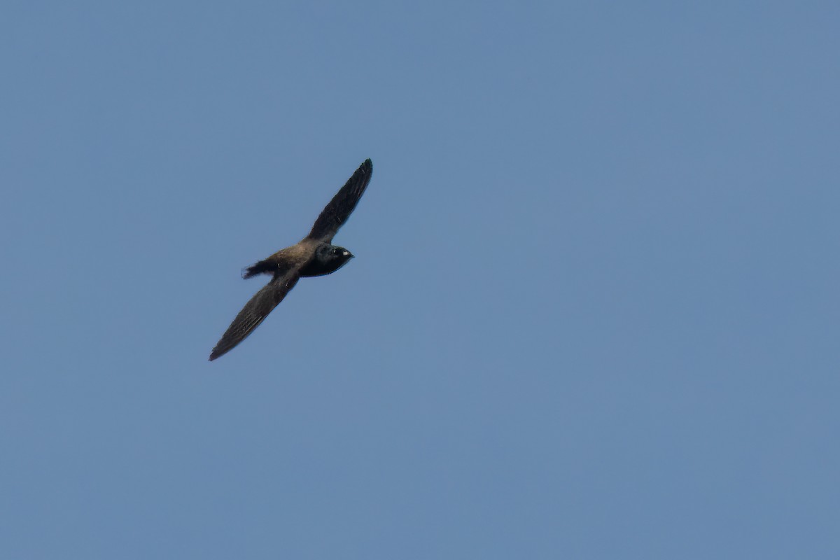 Brown-backed Needletail - ML517040501