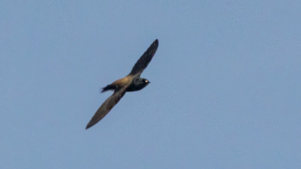 Brown-backed Needletail - ML517040571