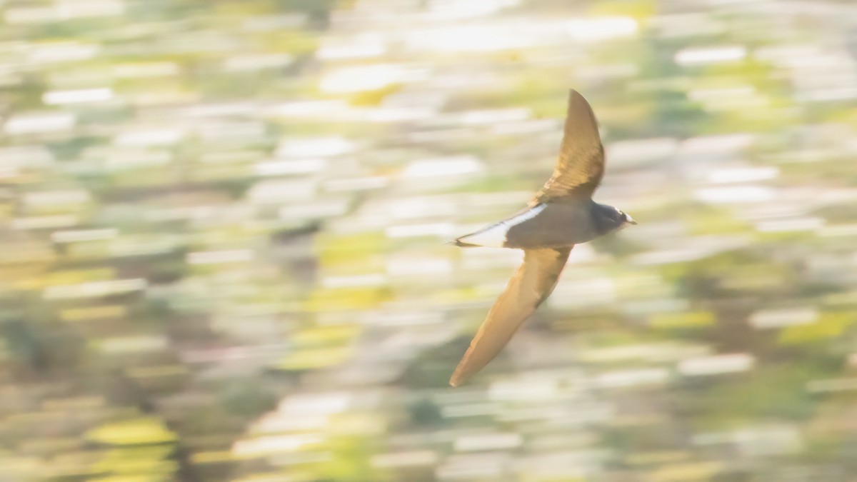Brown-backed Needletail - ML517040611