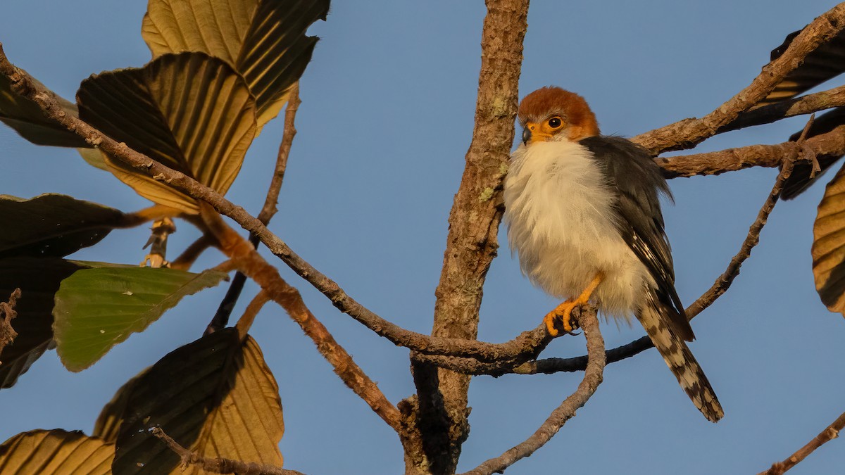 White-rumped Falcon - Robert Tizard