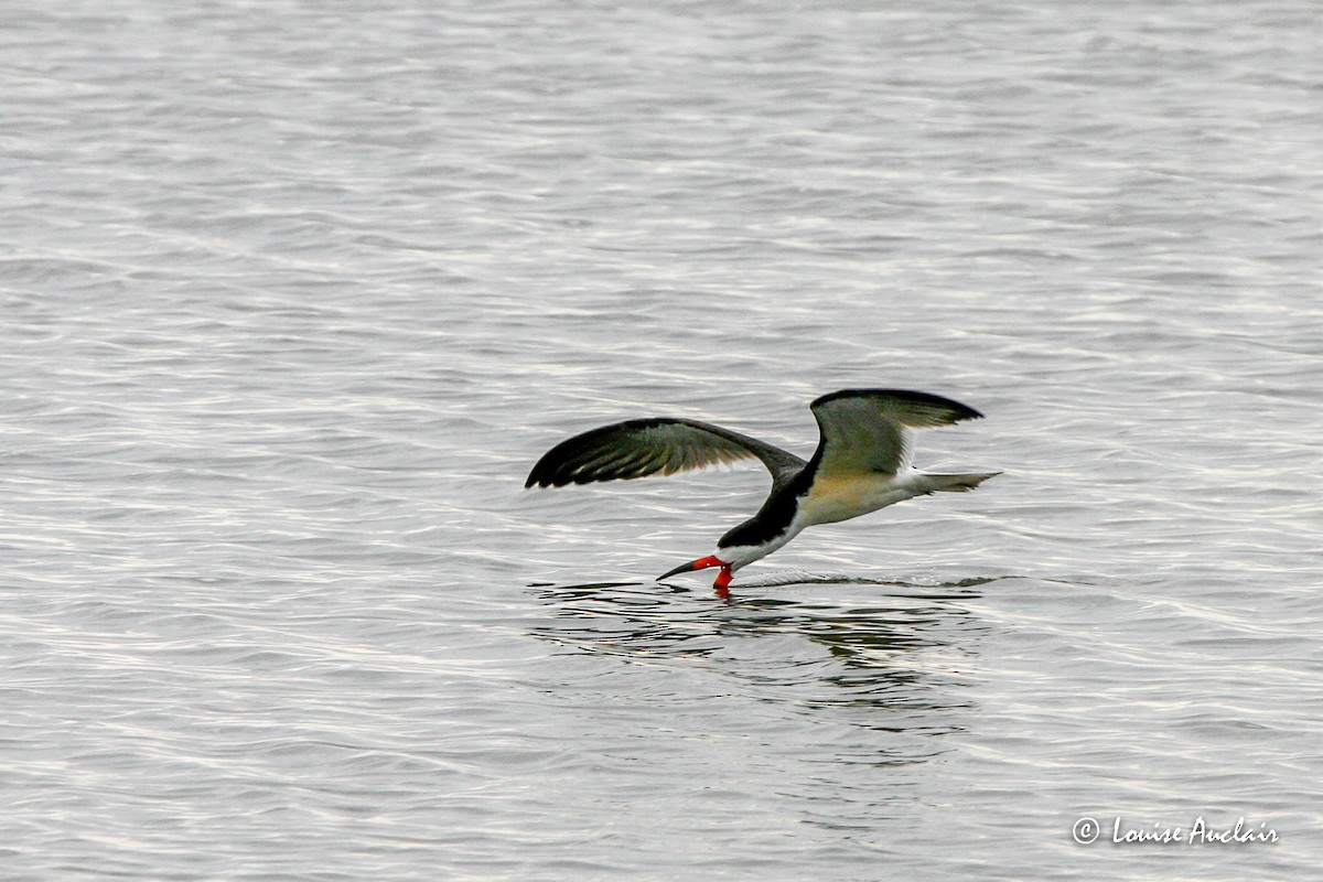 Black Skimmer - ML517041621