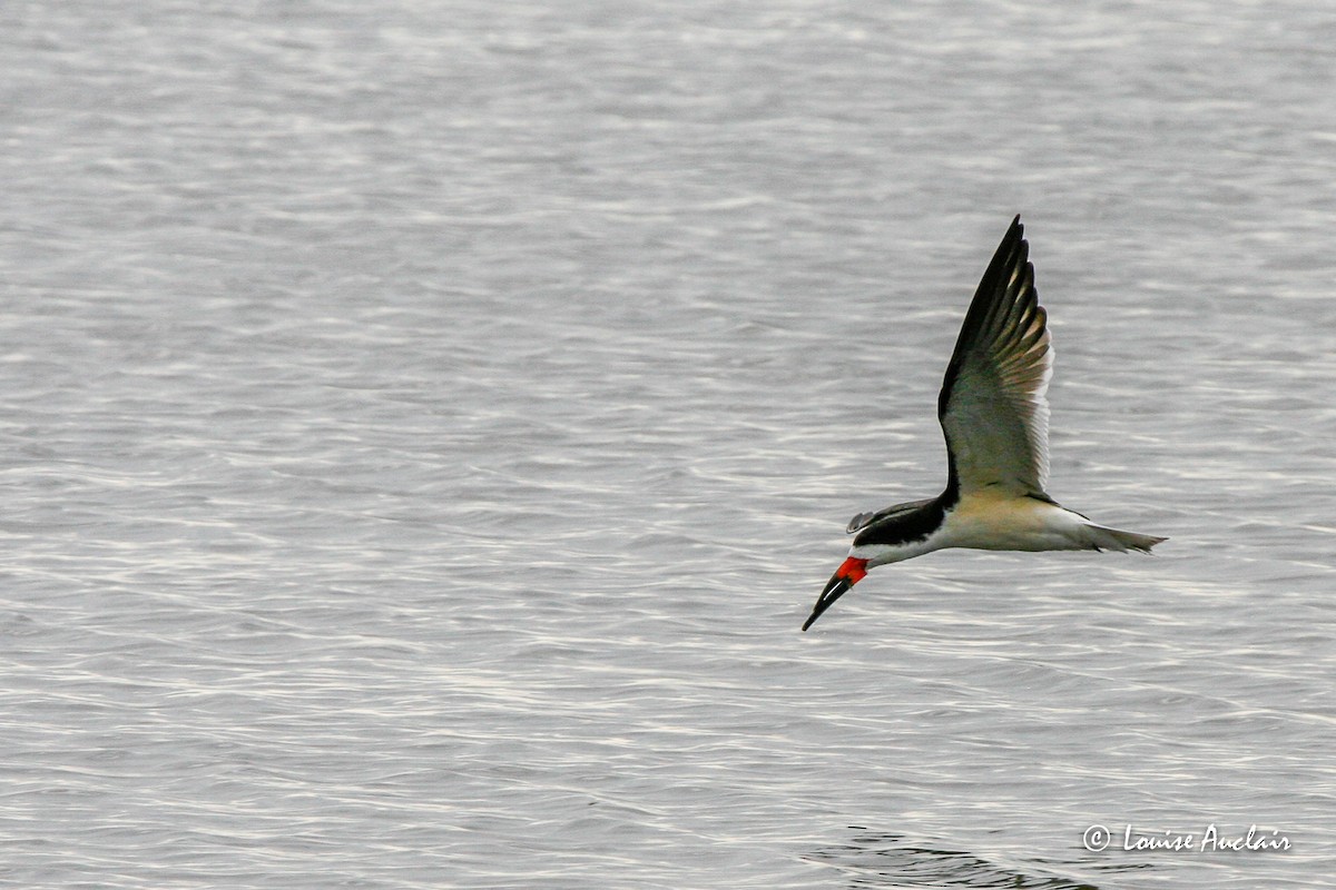 Black Skimmer - ML517041781