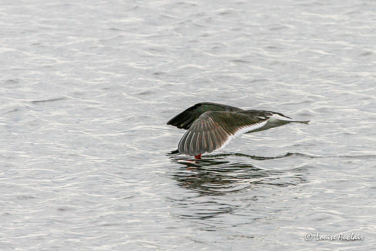 Black Skimmer - ML517041981