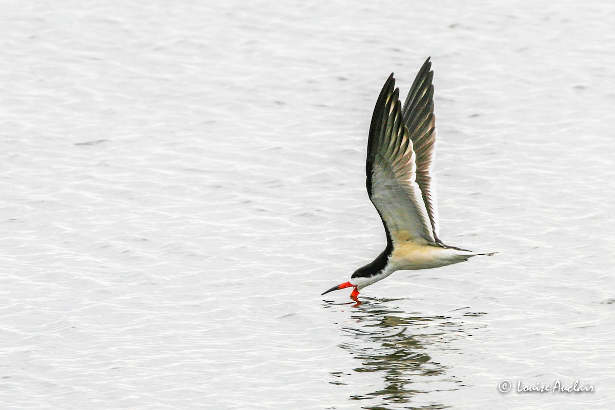 Black Skimmer - ML517042111