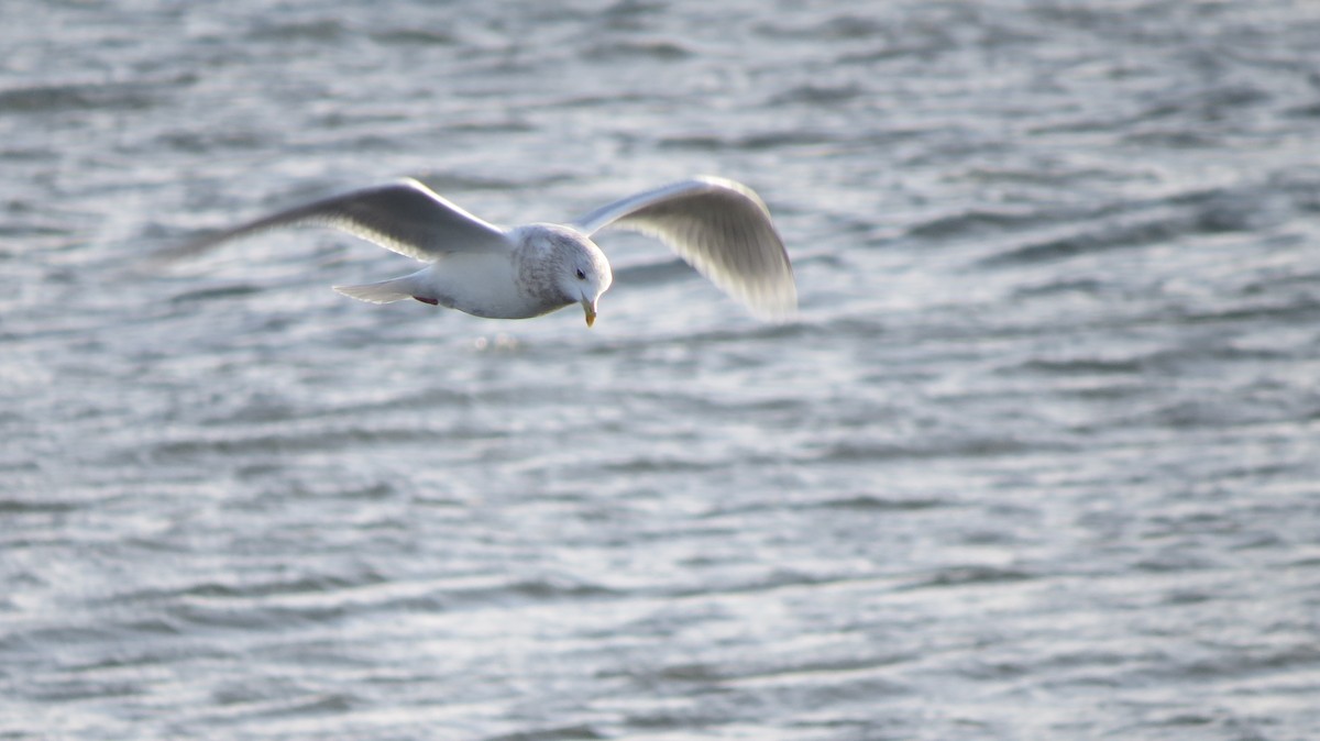 Iceland Gull (kumlieni/glaucoides) - ML517042431