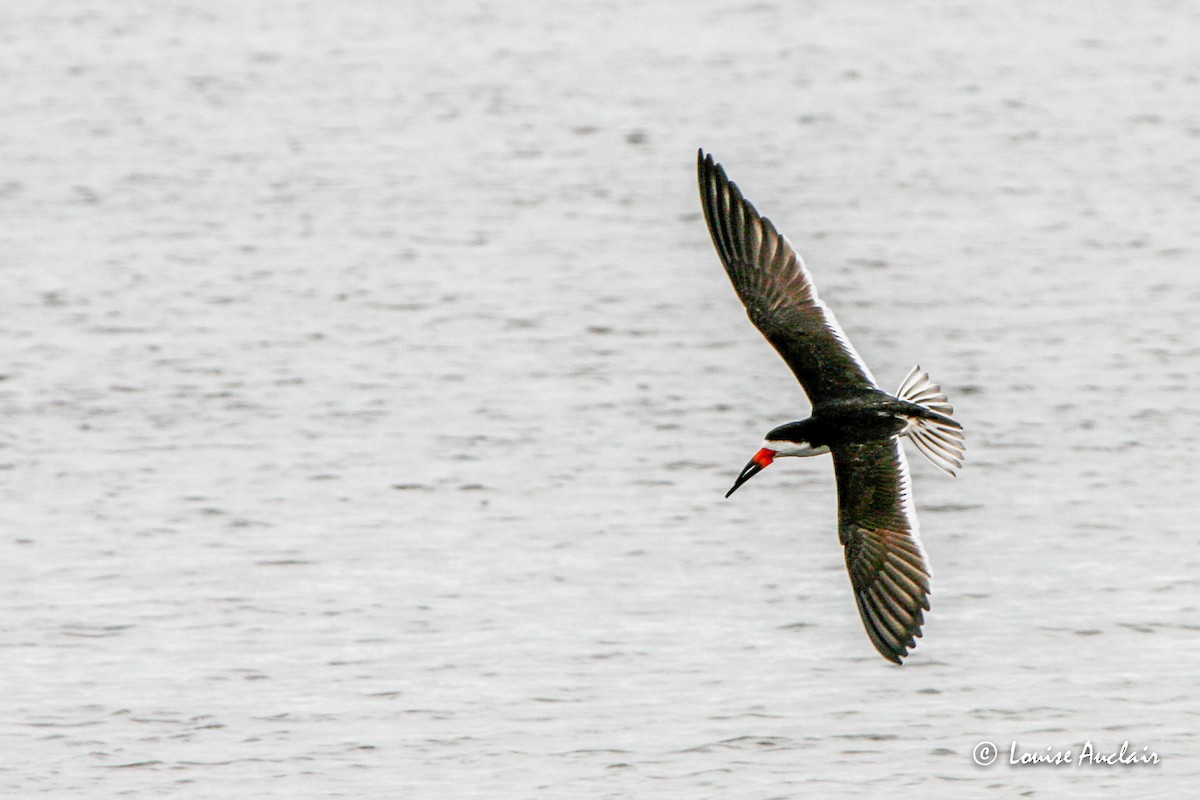 Black Skimmer - ML517042591