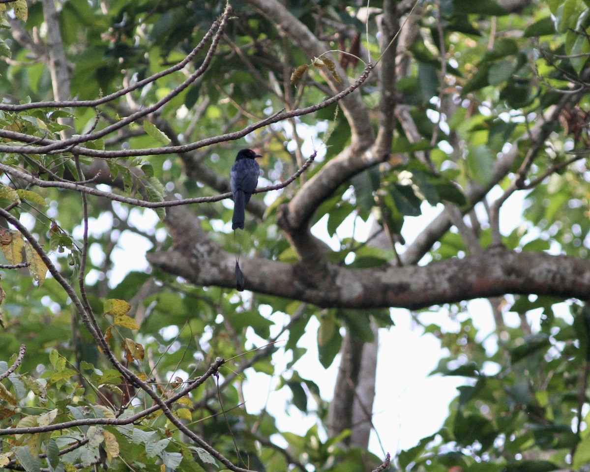 Drongo à raquettes - ML517044031