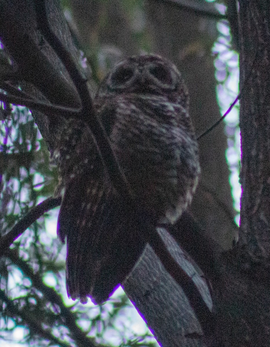 ML517044081 - Rufous-legged Owl - Macaulay Library