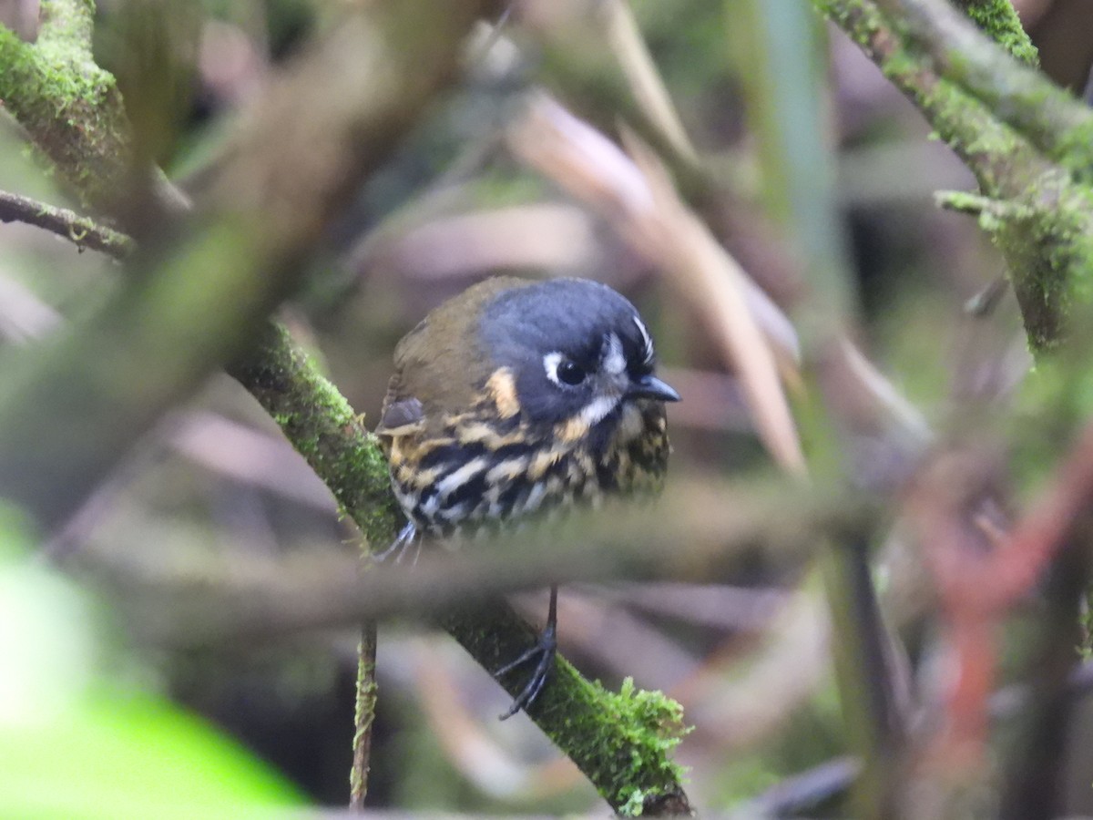 Crescent-faced Antpitta - ML517045551