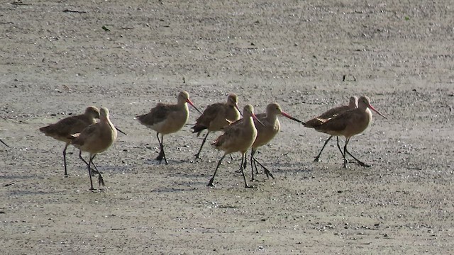 Marbled Godwit - ML517046141