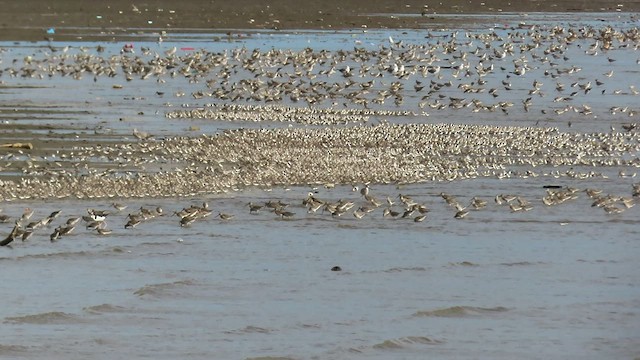 Western Sandpiper - ML517046271