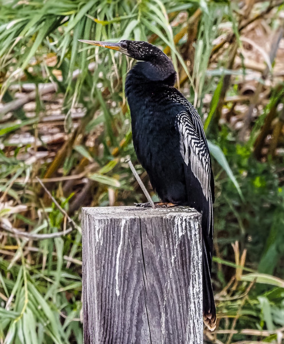 anhinga americká - ML517046471