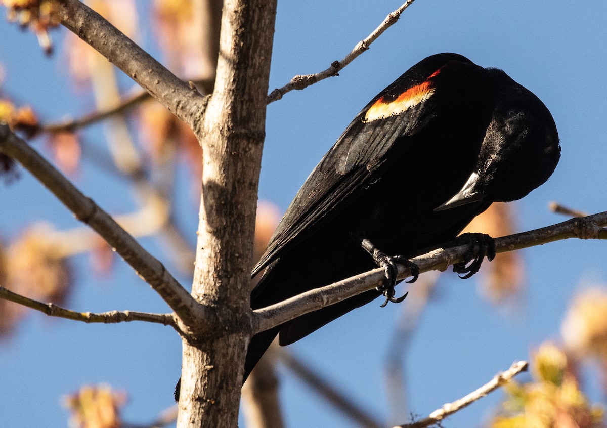 Red-winged Blackbird - John Peckham
