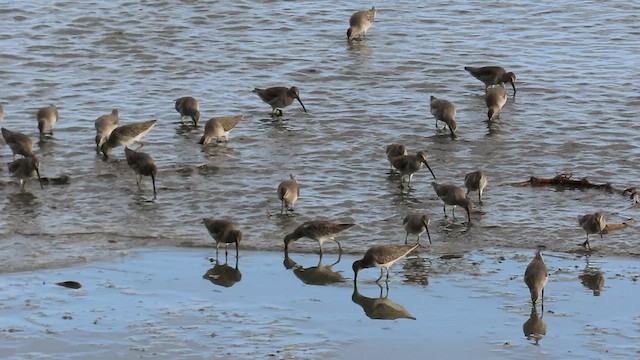 Short-billed Dowitcher - ML517046741